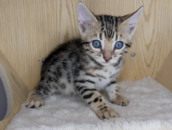 Mr. Thursday photo 11